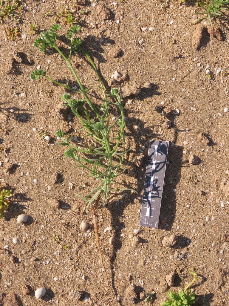 Cryptantha macrocalyx