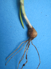 Allium drummondii
