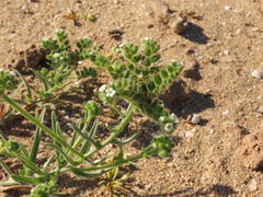 Cryptantha kingii