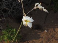 Leucocoryne appendiculata