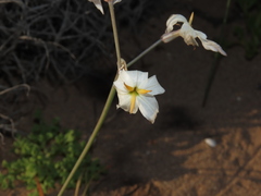 Leucocoryne appendiculata