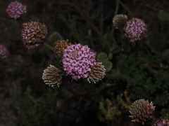 Polyachyrus fuscus