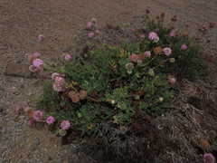Polyachyrus fuscus