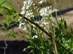 Cardamine bulbosa