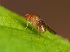 Drosophila tripunctata