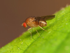 Drosophila tripunctata