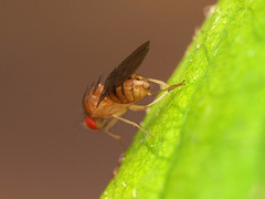 Drosophila tripunctata