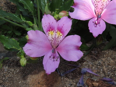 Alstroemeria violacea