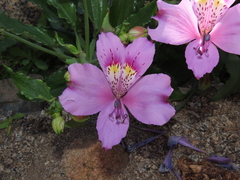 Alstroemeria violacea