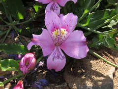Alstroemeria violacea