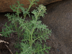 Solanum remyanum