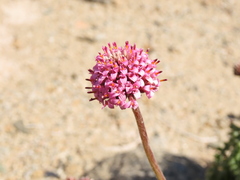 Polyachyrus fuscus