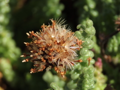Polyachyrus fuscus
