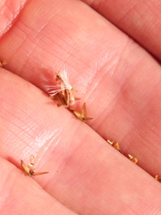 Polyachyrus fuscus