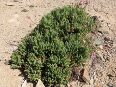 Polyachyrus fuscus