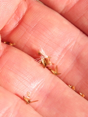 Polyachyrus fuscus