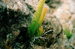 Polypodium pellucidum