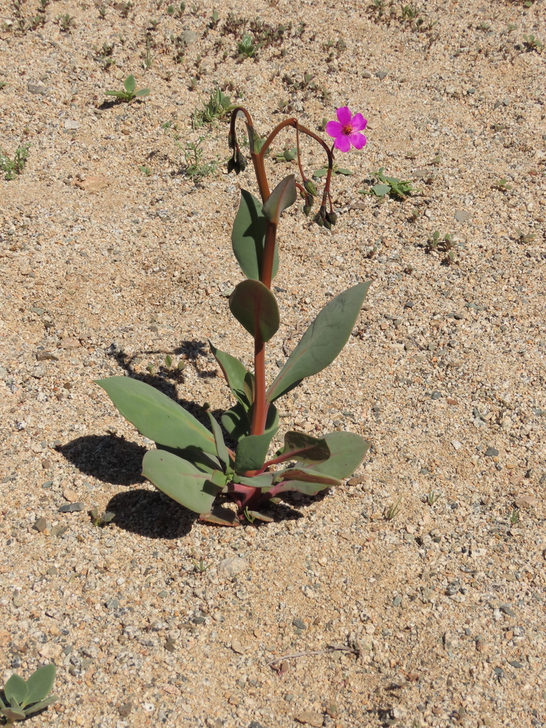 Cistanthe cachinalensis (Cistanthe cachinalensis)