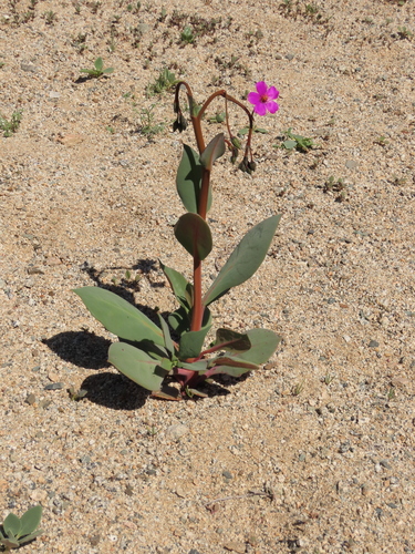 Cistanthe cachinalensis (Cistanthe cachinalensis)