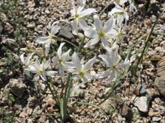 Leucocoryne appendiculata