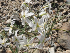 Leucocoryne appendiculata
