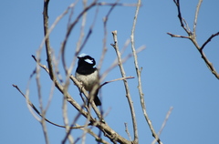 Malurus cyaneus cyanochlamys