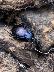 Sphaeroderus
