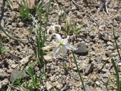 Leucocoryne appendiculata