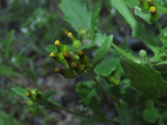 Erechtites leptanthus