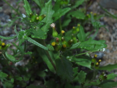 Erechtites leptanthus