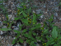 Erechtites leptanthus