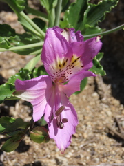 Alstroemeria violacea