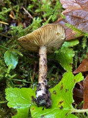 Lactarius fallax