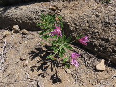 Alstroemeria violacea