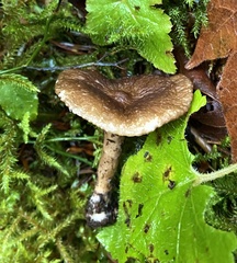 Lactarius fallax