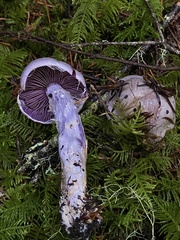 Cortinarius putorius