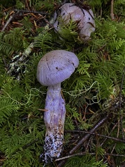 Cortinarius putorius