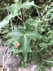 Berberis harrisoniana