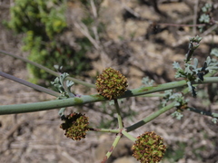 Eremocharis fruticosa