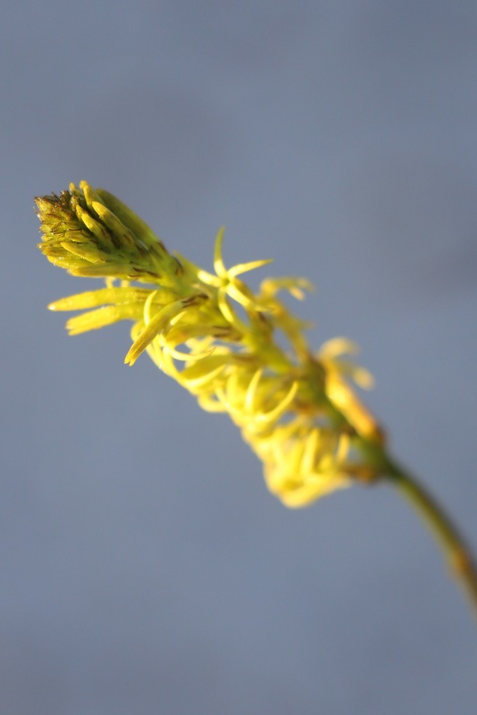 Stackhoue Flower Yellow Stackhousia (Stackhousia dielsii) - Botanical Realm
