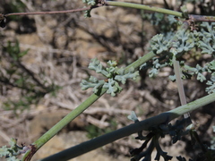 Eremocharis fruticosa