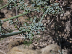 Eremocharis fruticosa
