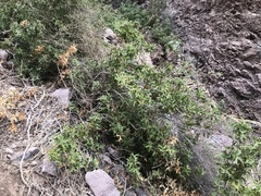 Berberis harrisoniana