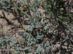 Eremocharis fruticosa