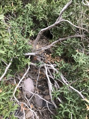 Berberis harrisoniana