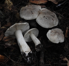 Tricholoma pardinum