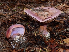 Cortinarius lilaciotinctus