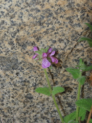 Stachys pannosa