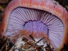 Cortinarius lilaciotinctus