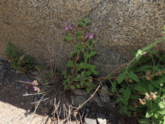 Stachys pannosa